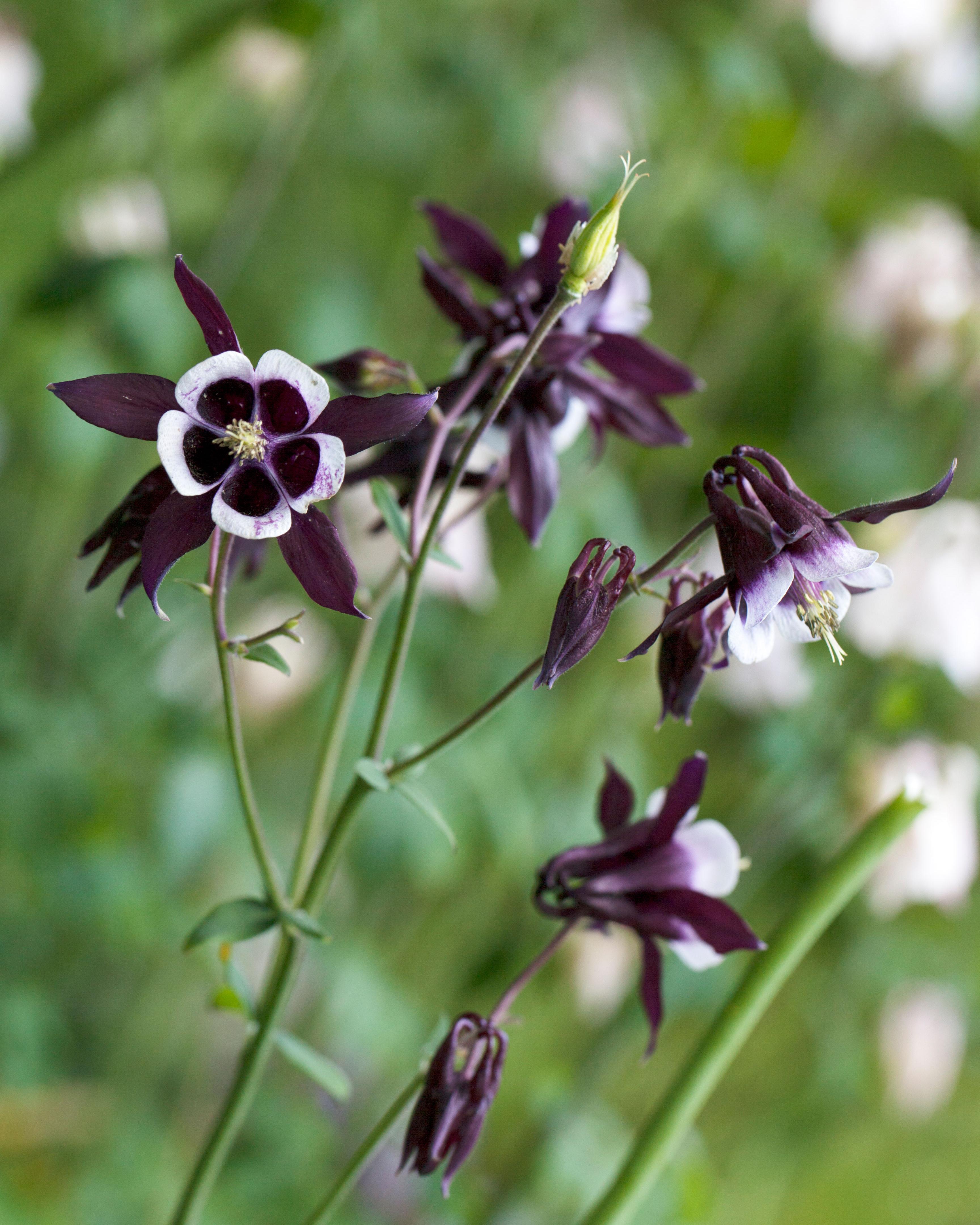 Aquilegia vulgaris 'William Guiness'
